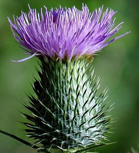 {Cirsium vulgare}